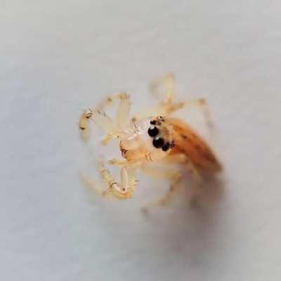 Because it's transparent: You can see this Jumping Spider's eyes move around internally to focus on different objects.