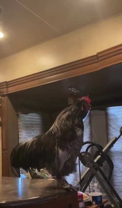 Rooster Sings to our/his own Recording