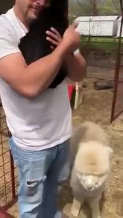 Baby goats line up to get hugs from man