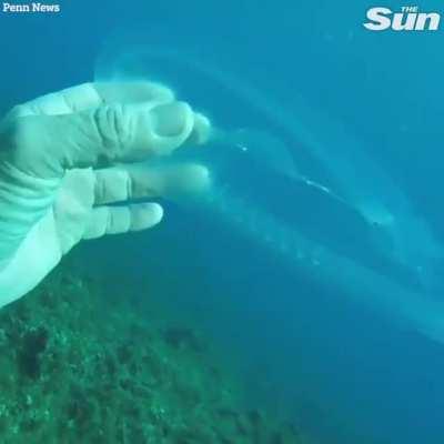 Diver encounters 'ghostly fish' that is nearly fully transparent!