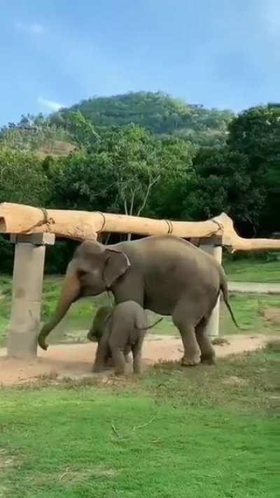 Mother Elephant to the rescue !!