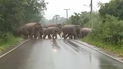 Elephant gives thanks after crossing the road