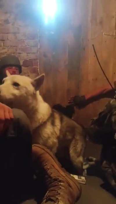 Ukrainian squad under artillery fire saves a couple dogs