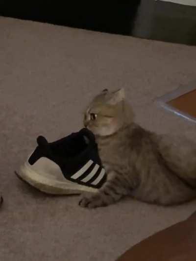 The house goblin eating my shoe