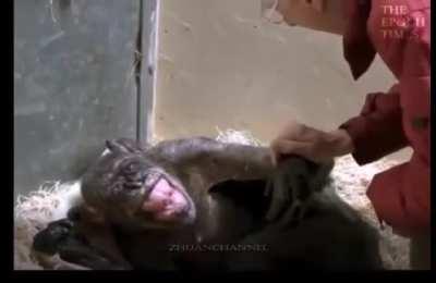 The old chimpanzee reacts to the person who previously cared for her