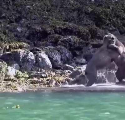 Tourists capture two bears fighting in Canada