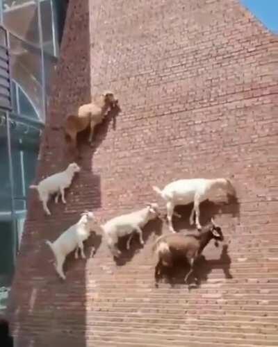 Just some goats casually defying physics