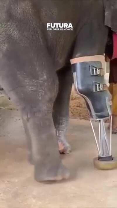 Pachyderm prostheses