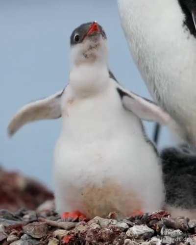 Cute baby Penguin