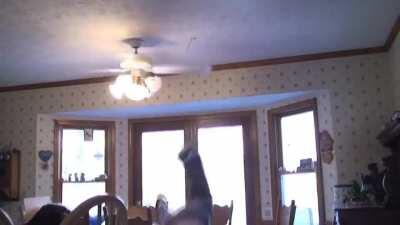 HMFT after I try to cut my hair with a ceiling fan.