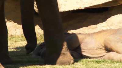 Baby elephant fell asleep, worried mother elephant went to get the keepers as she couldn't wake up her baby. . 