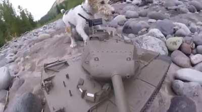 M41 Walker Bull-Dog