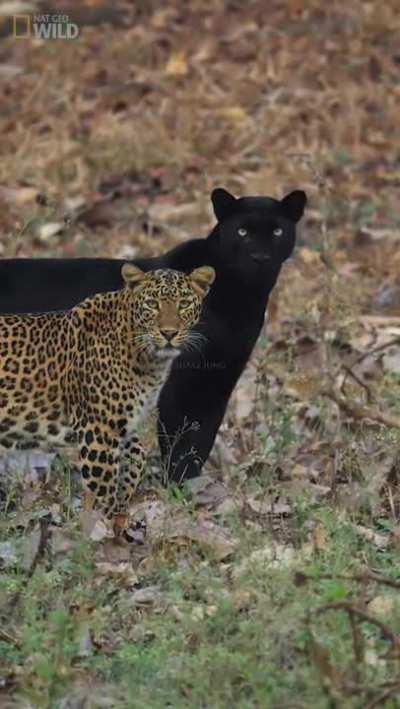 A leopard and it's patner somewhere in India 