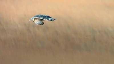 A short-eared Owl hovering while stalking its prey