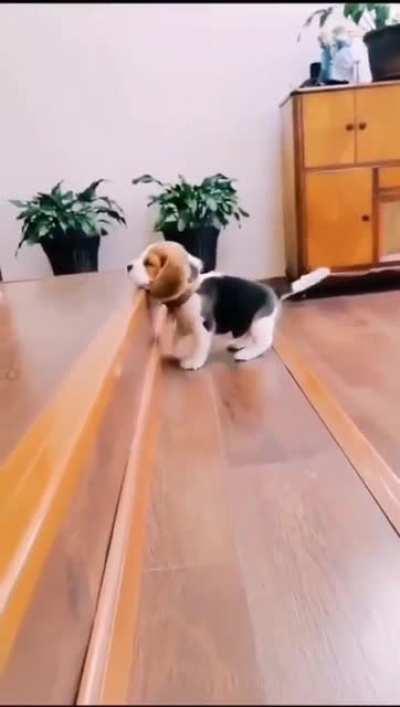 Little pup vs stairs