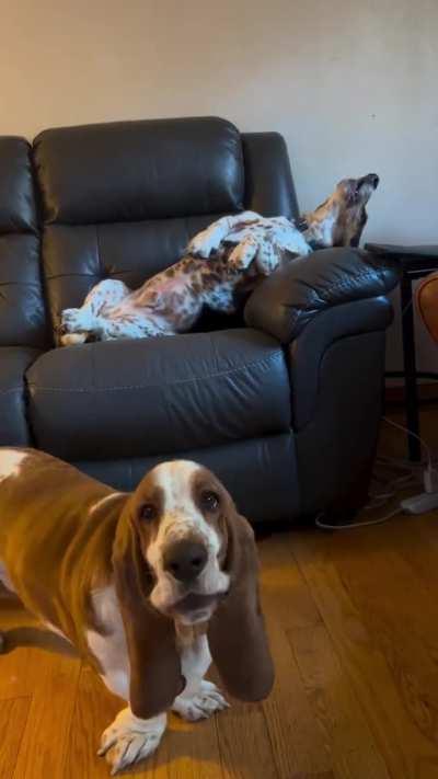 basset