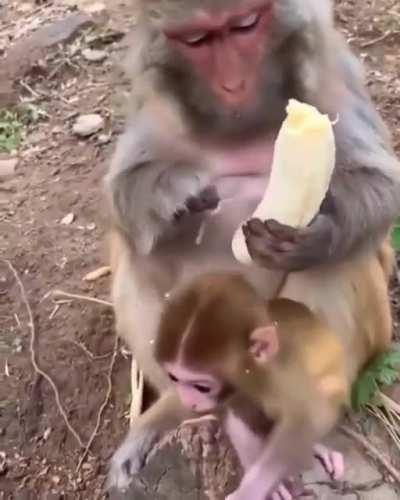 🔥 Monkey taken banana snacks