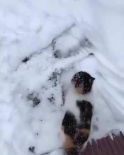 This cat really enjoys snow shoveling