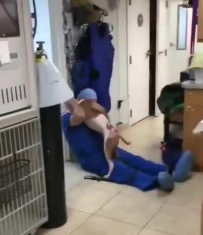 Pupper reuniting with the vet who treated it after being found with severe burns.