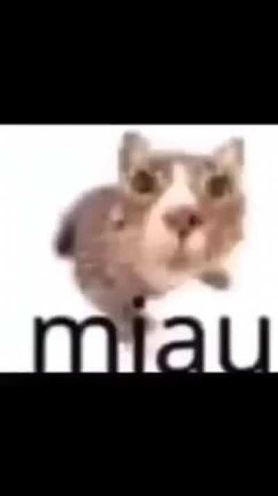 Miau 