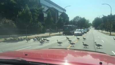 Traffic jam: Canadian style