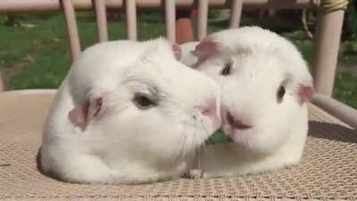 Guinea Pigs Play Tug-of-War With Blade of Grass