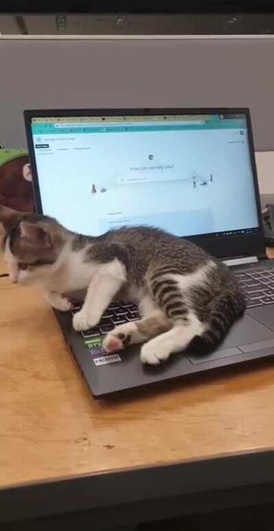 Illegal hijacking (2019): stray kitten hijacks laptop in university classroom