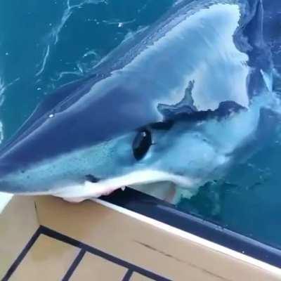 &quot;What are ya doin', mate?&quot; Typical Aussie response to a shark attacking your boat.