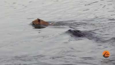 Nile Crocodile shows Lion who rules the river.