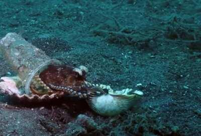 Diver convince octopus to trade his plastic cup for a seashell