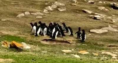 🔥 Penguins exchanging information