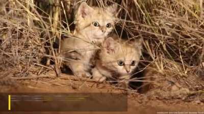 🔥 Sand Cat Kittens Filmed in the Wild for First Time 🔥