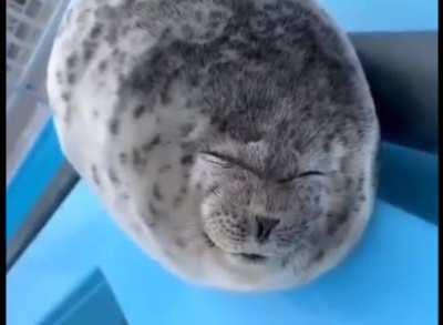 This seal smiling and blinking at you