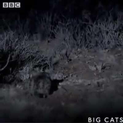 🔥 Black footed cats