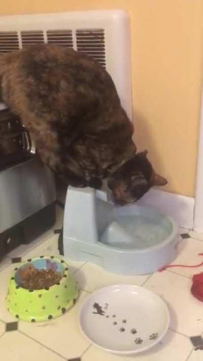 This is how my sister’s cat decided she would use the water bowl