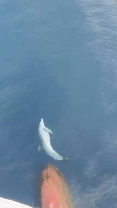 A dolphin playfully riding the bow wave of a ship