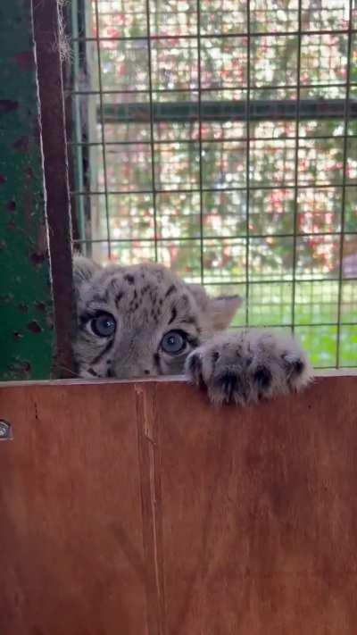 snow leopard cubs!