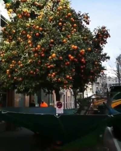 That's how they pickup Oranges in the streets in Mediterranean