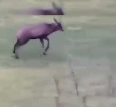 Deer celebrates a goal