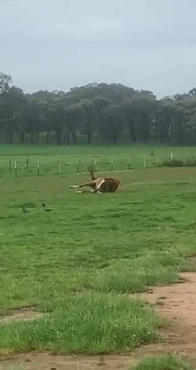 To enjoy rain