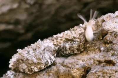 The Spider-Tailed Horned Viper uses its specially adapted tail to lure in hungry birds migrating through the mountainous deserts of western Iran, and it is fucking nightmare fuel 😳