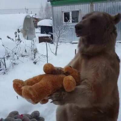 Bear chooses the stuffie he wants