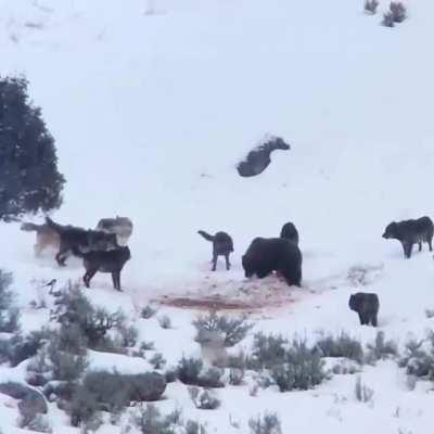 Grizzly bear defending its food against a wolf pack!