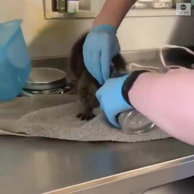 JARRING SITUATION: Workers at an animal rescue center had to free an overly ambitious raccoon that got its head stuck in a grape jelly jar. The furry food bandit appeared just fine, shaking it off after being freed.