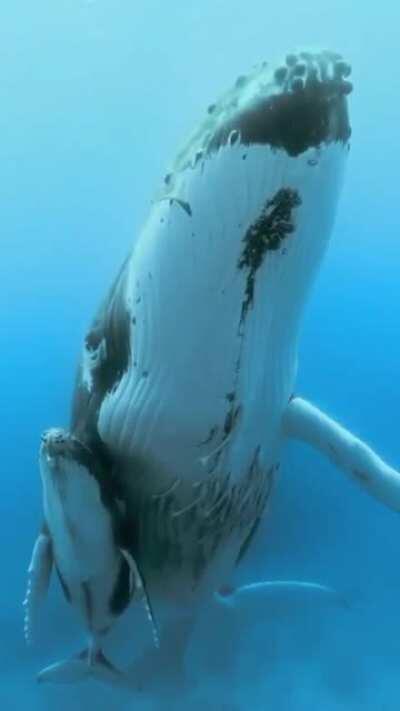 🔥 Stunning humpback whale with its baby