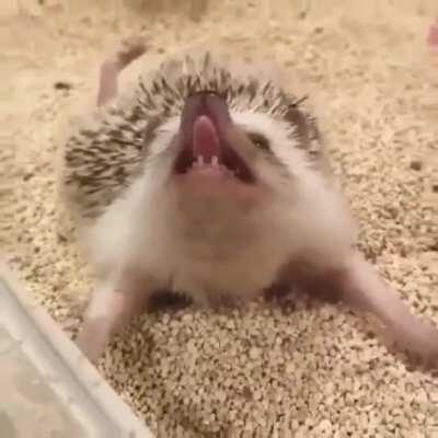 Have you ever seen a hedgehog stretch?