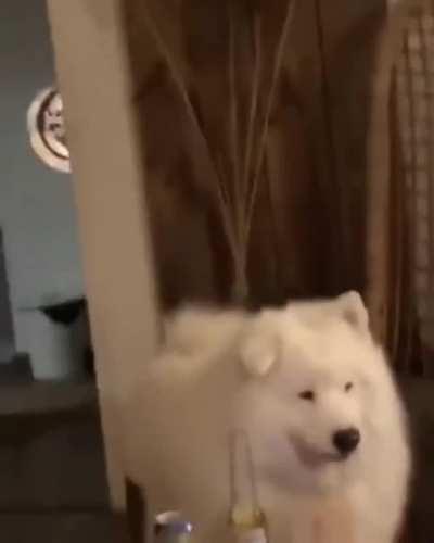 Silly awooo