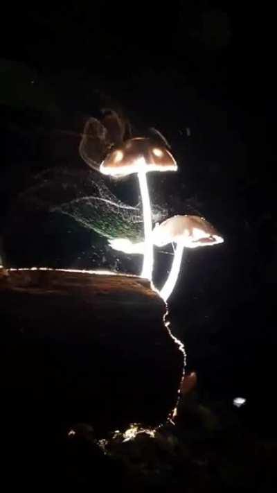 Mushrooms releasing spores into the wind