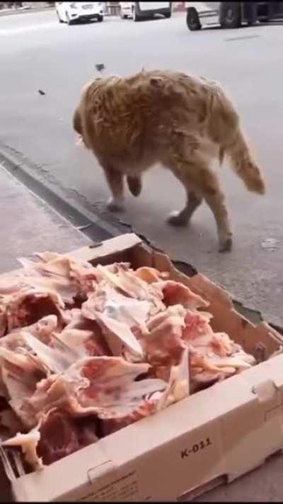 Best butcher ownerleaving their leftovers outside so stray dogs can get something to eat