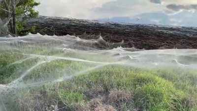 Massive spider web blankets a bushland in Australia after heavy rains